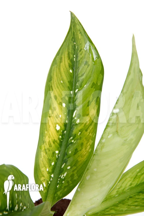 Dieffenbachia Hybrid (Crocodile) (M) 3 Dieffenbachia Hybrid (Crocodile) (M) - Image 3