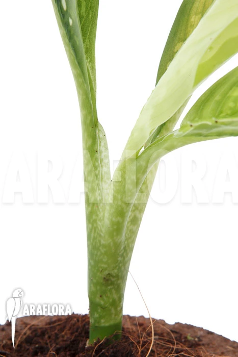 Dieffenbachia Hybrid (Crocodile) (M) 2 Dieffenbachia Hybrid (Crocodile) (M) - Image 2
