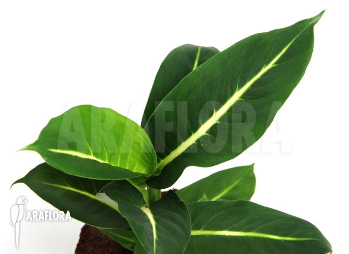 Dieffenbachia X Sterling 1 Dieffenbachia X Sterling