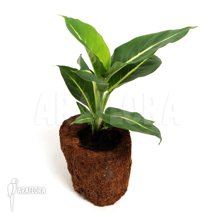 Dieffenbachia X Sterling 2 Dieffenbachia X Sterling - Image 2