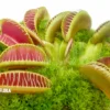 Venus Flytrap 'Dionaea Muscipula 'Arasmile''