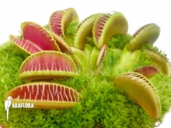 Venus Flytrap 'Dionaea Muscipula 'Arasmile''