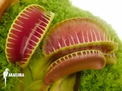 Venus Flytrap 'Dionaea Muscipula 'Arasmile'' -Green Haven Sales Store Dionaea muscipula Arasmile 2
