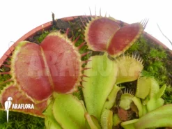 Venus Flytrap 'Dionaea Muscipula 'Backtrack'