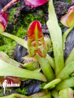 Venus Flytrap Dionaea Muscipula 'Bad Luck'
