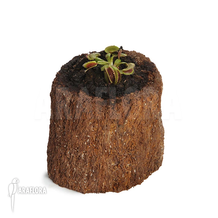 Venus Flytrap 'Dionaea Muscipula' 'Bitter Moon' 2 Venus Flytrap 'Dionaea Muscipula' 'Bitter Moon' - Image 2