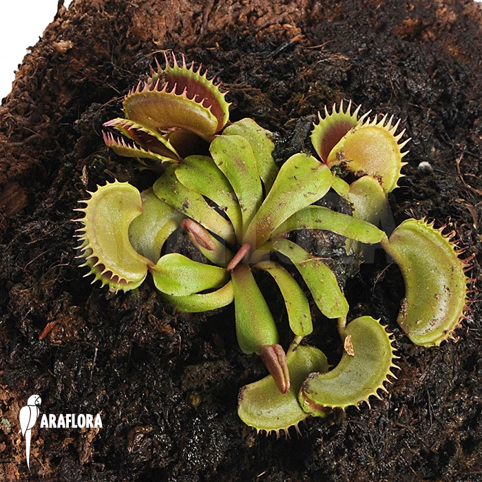 Venus Flytrap 'Dionaea Muscipula' 'Bitter Moon' 3 Venus Flytrap 'Dionaea Muscipula' 'Bitter Moon' - Image 3