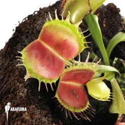 Venus Flytrap 'Dionaea Muscipula' 'Bloody Square'