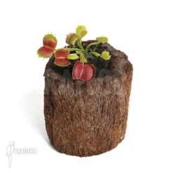 Venus Flytrap 'Dionaea Muscipula' 'Bloody Square' -Green Haven Sales Store Dionaea muscipula Bloody square 3