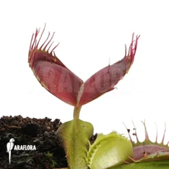 Venus Flytrap 'Dionaea Muscipula' 'Bloody Square' -Green Haven Sales Store Dionaea muscipula Bloody square 4