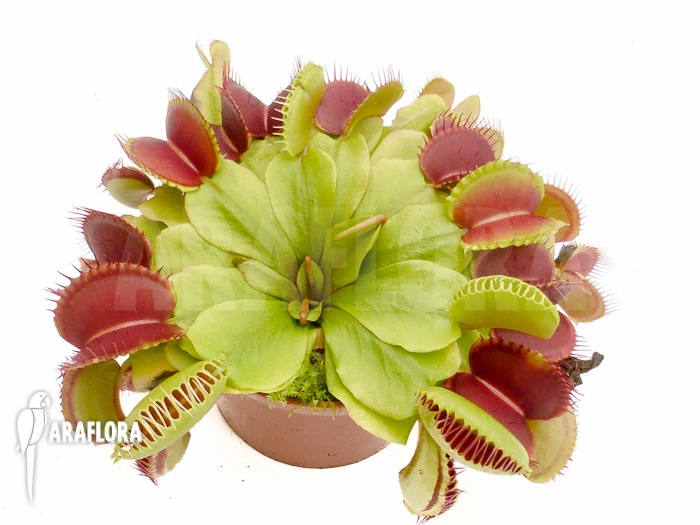 Venus Flytrap 'Dionaea Muscipula' 'Booby Trap' 3 Venus Flytrap 'Dionaea Muscipula' 'Booby Trap' - Image 3