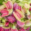 Venus Flytrap 'Dionaea Muscipula 'CCC''