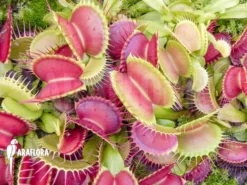 Venus Flytrap 'Dionaea Muscipula 'CCC''