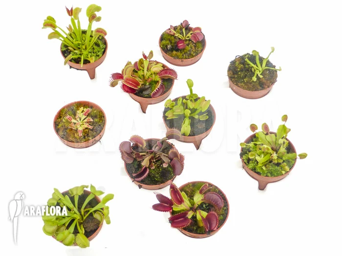 Venus Flytrap Dionaea Muscipula 'Collectors Package' 2 Venus Flytrap Dionaea Muscipula 'Collectors Package' - Image 2