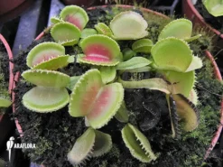 Venus Flytrap 'Dionaea Muscipula' 'Cracker'