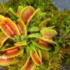 Venus Flytrap 'Dionaea Muscipula' 'Cracker' 'Starter'