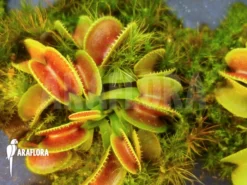 Venus Flytrap 'Dionaea Muscipula' 'Cracker' 'Starter'