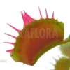 Venus Flytrap 'Dionaea Muscipula 'Crispy Sun'