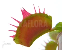 Venus Flytrap 'Dionaea Muscipula 'Crispy Sun'