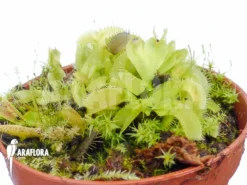 Venus Flytrap 'Dionaea Muscipula 'Crocodile' 'Starter'