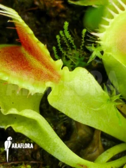 Venus Flytrap 'Dionaea Muscipula 'Crocodile' 'Starter' 5 Venus Flytrap 'Dionaea Muscipula 'Crocodile' 'Starter' -Green Haven Sales Store Dionaea muscipula Crocodile Starter 3