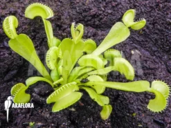 Venus Flytrap Dionaea Muscipula 'Cudo'