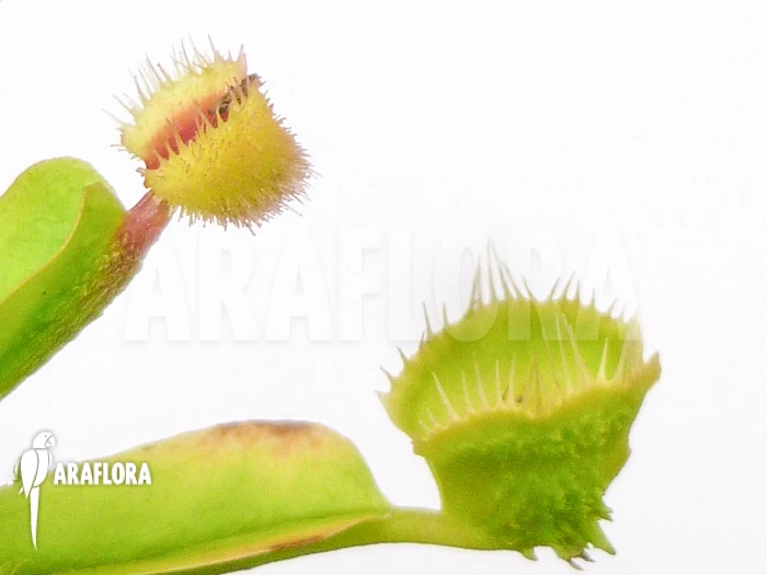 Venus Flytrap Dionaea Muscipula 'Cushion Pin' 1 Venus Flytrap Dionaea Muscipula 'Cushion Pin'