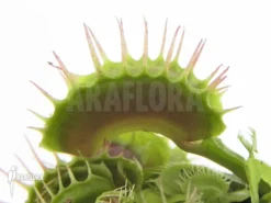 Venus Flytrap 'Dionaea Muscipula' 'Devil Eye'