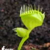 Venus Flytrap Dionaea Muscipula 'Double Trouble'