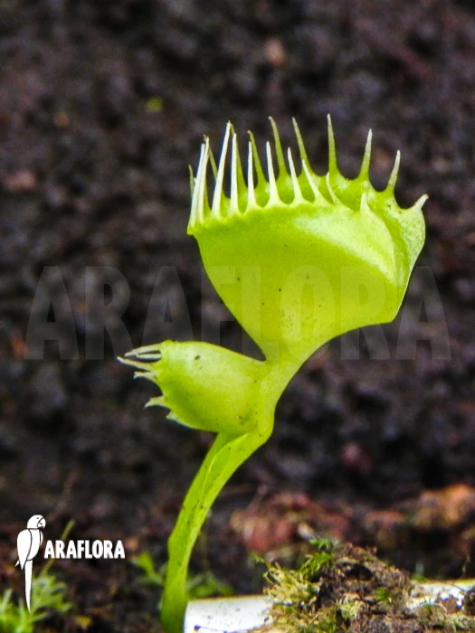 Venus Flytrap Dionaea Muscipula 'Double Trouble' 1 Venus Flytrap Dionaea Muscipula 'Double Trouble'