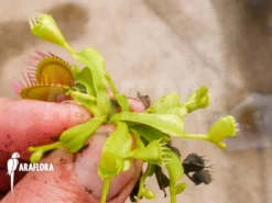 Venus Flytrap Dionaea Muscipula 'Double Trouble' 7 Venus Flytrap Dionaea Muscipula 'Double Trouble' -Green Haven Sales Store Dionaea muscipula Double trouble 3