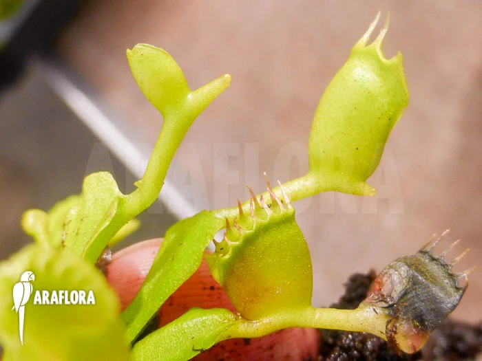 Venus Flytrap Dionaea Muscipula 'Double Trouble' 4 Venus Flytrap Dionaea Muscipula 'Double Trouble' - Image 4