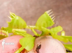 Venus Flytrap Dionaea Muscipula 'Double Trouble' 9 Venus Flytrap Dionaea Muscipula 'Double Trouble' -Green Haven Sales Store Dionaea muscipula Double trouble 5