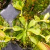 Venus Flytrap Dionaea Muscipula 'Double Trouble' Starter