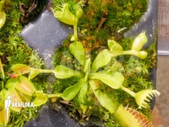 Venus Flytrap Dionaea Muscipula 'Double Trouble' Starter