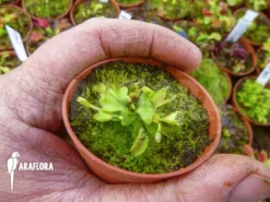 Venus Flytrap Dionaea Muscipula 'Double Trouble' Starter -Green Haven Sales Store Dionaea muscipula Double trouble starter 3