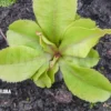 Venus Flytrap 'Dionaea Muscipula 'Dr Jos''