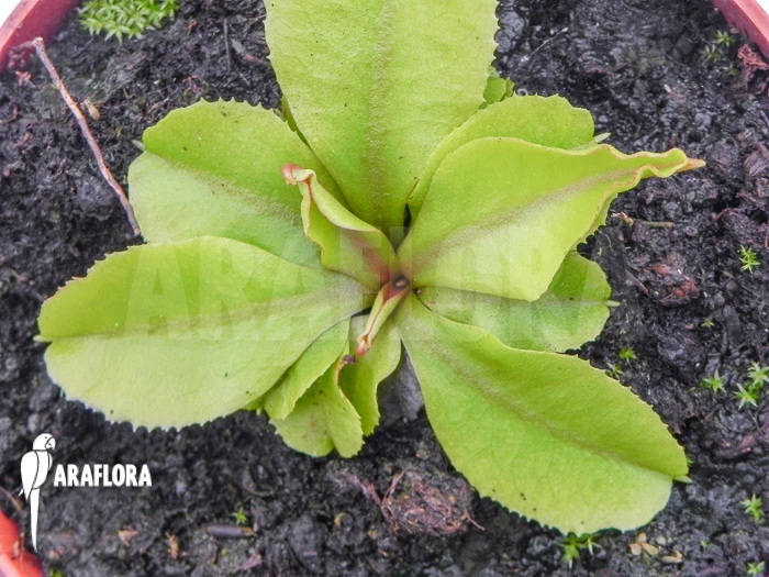 Venus Flytrap 'Dionaea Muscipula 'Dr Jos'' 1 Venus Flytrap 'Dionaea Muscipula 'Dr Jos''