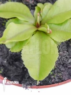Venus Flytrap 'Dionaea Muscipula 'Dr Jos'' 3 Venus Flytrap 'Dionaea Muscipula 'Dr Jos'' -Green Haven Sales Store Dionaea muscipula Dr Jos 2