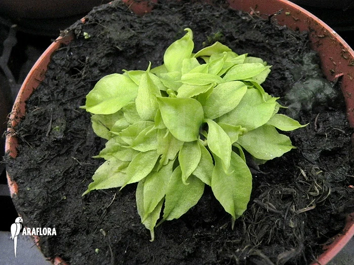 Venus Flytrap 'Dionaea Muscipula' 'Dr No Trap' 1 Venus Flytrap 'Dionaea Muscipula' 'Dr No Trap'