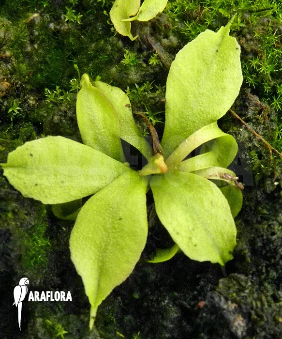 Venus Flytrap 'Dionaea Muscipula' 'Dr No Trap' 3 Venus Flytrap 'Dionaea Muscipula' 'Dr No Trap' - Image 3