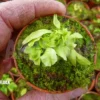 Venus Flytrap 'Dionaea Muscipula' 'Dr No Trap' Starter'