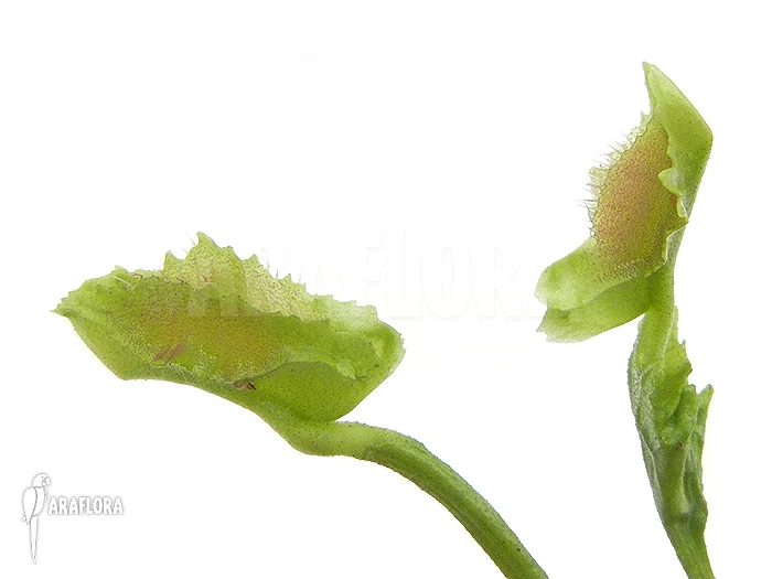 Venus Flytrap 'Dionaea Muscipula 'Freaky Star' 1 Venus Flytrap 'Dionaea Muscipula 'Freaky Star'