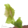 Venus Flytrap 'Dionaea Muscipula 'Freaky Star' Starter'