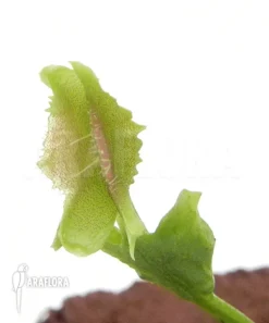 Venus Flytrap 'Dionaea Muscipula 'Freaky Star' Starter'