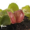 Venus Flytrap 'Dionaea Muscipula 'Galaxy'