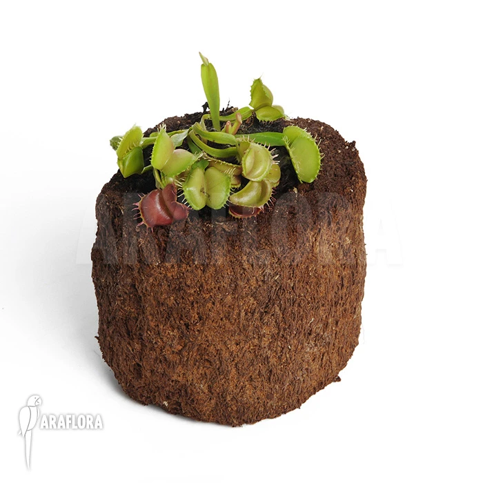 Venus Flytrap 'Dionaea Muscipula 'Galaxy' 2 Venus Flytrap 'Dionaea Muscipula 'Galaxy' - Image 2