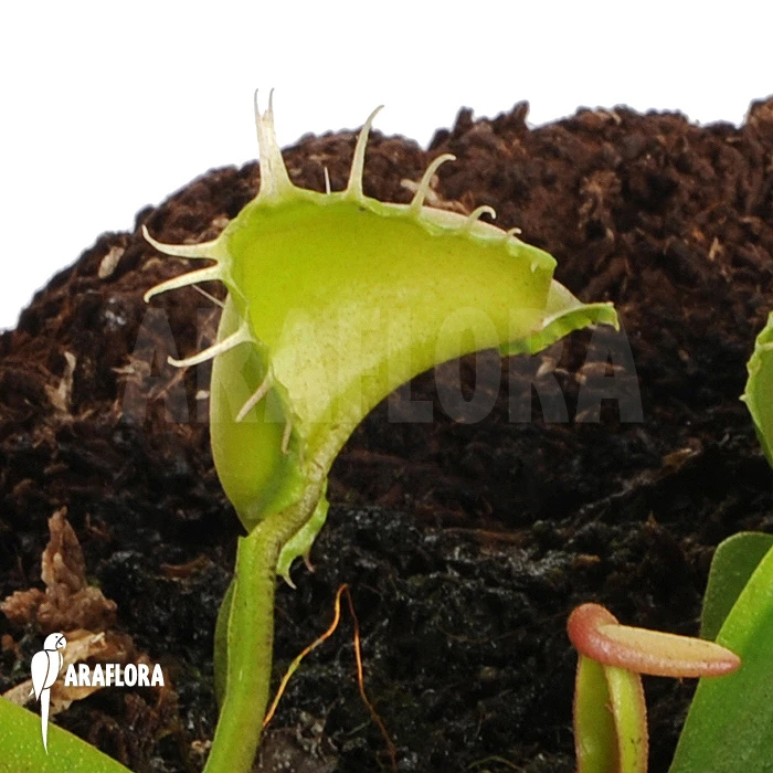 Venus Flytrap 'Dionaea Muscipula 'Galaxy' 3 Venus Flytrap 'Dionaea Muscipula 'Galaxy' - Image 3