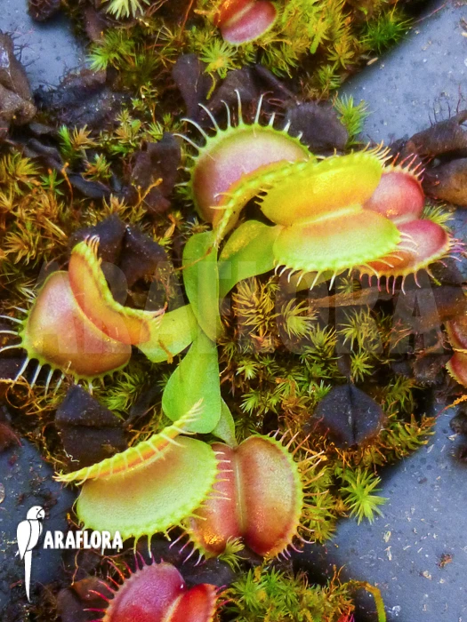 Venus Flytrap 'Dionaea Muscipula 'Galaxy' Starter' 1 Venus Flytrap 'Dionaea Muscipula 'Galaxy' Starter'