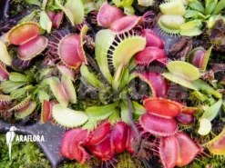 Venus Flytrap 'Dionaea Muscipula 'Galaxy' Starter' 7 Venus Flytrap 'Dionaea Muscipula 'Galaxy' Starter' -Green Haven Sales Store Dionaea muscipula Galaxy Starter 3